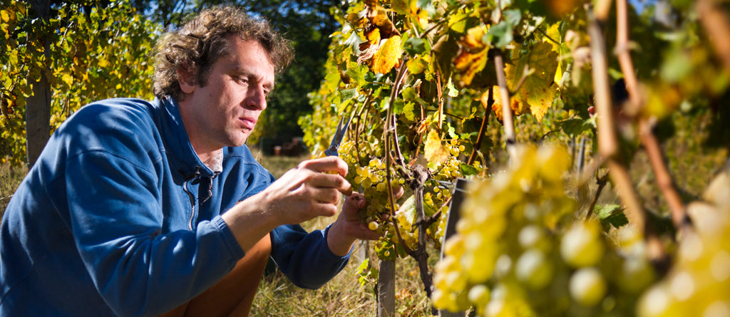 Weingut Burja Vipava Tal Orange Wein