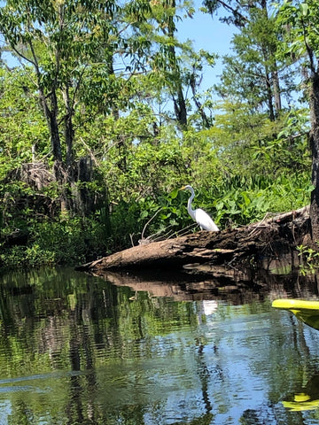 The White Egret