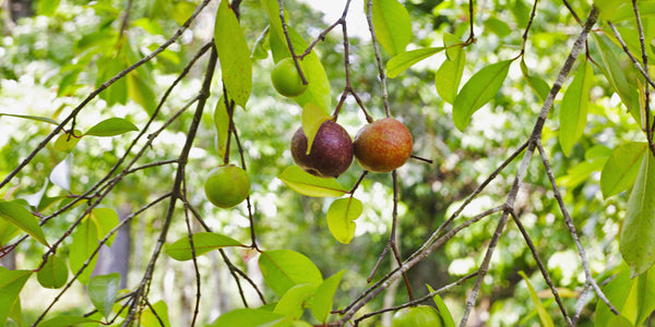 Kokum Tree Image