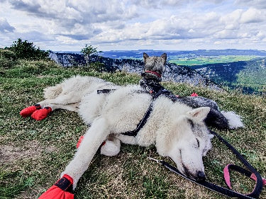 Reiseapotheke für Hund und Mensch