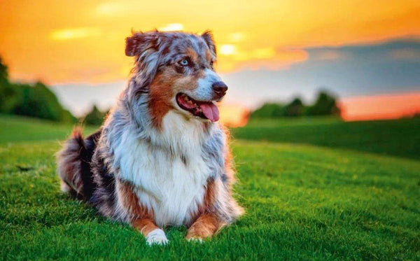  Australian Shepherd