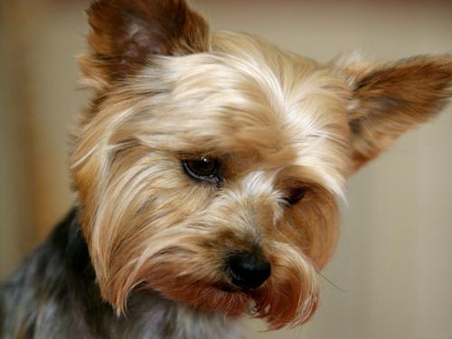 yorkshire terrier