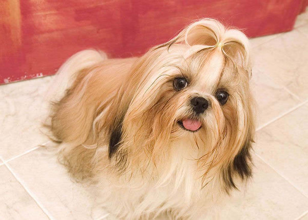 Shih Tzu