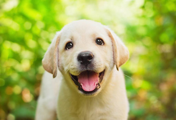 How to Train a Labrador Retriever