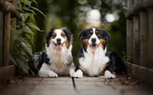  Australian Shepherd