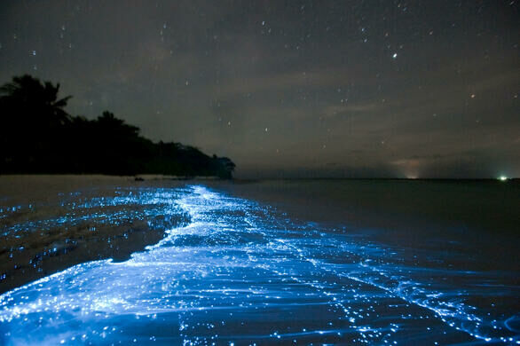 Sea Of Stars – Walk Down The Glowing Water