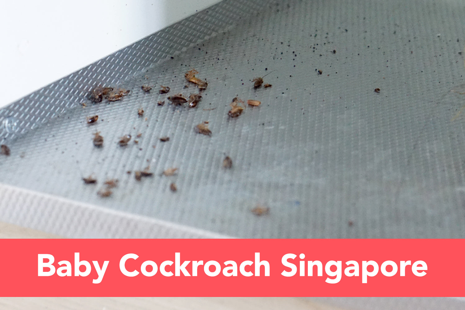 Baby Cockroach Singapore