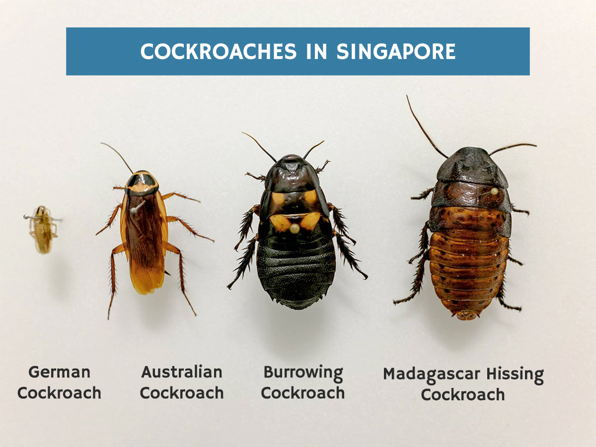 Cockroaches in Singapore