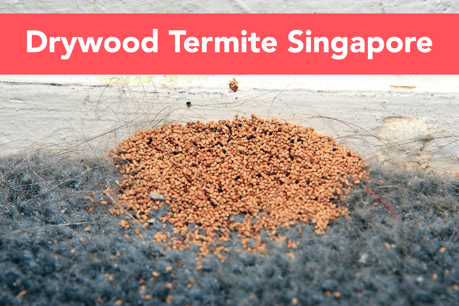 Drywood Termite Treatment Singapore