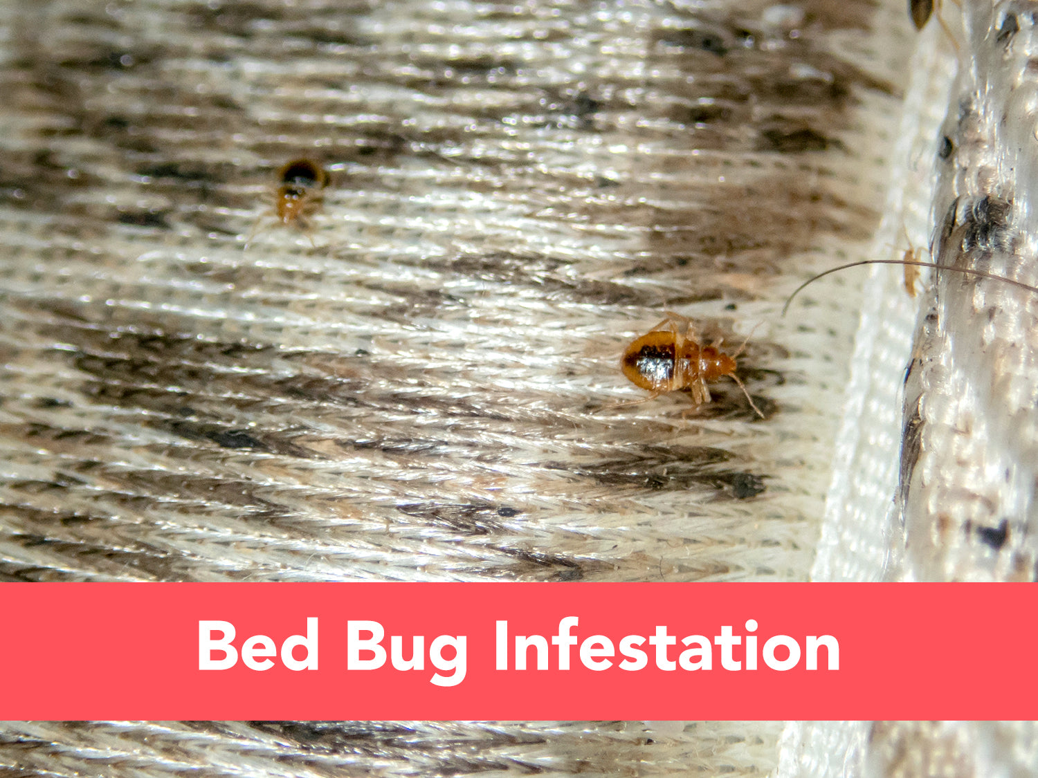 How to Check for a Bed Bug Infestation