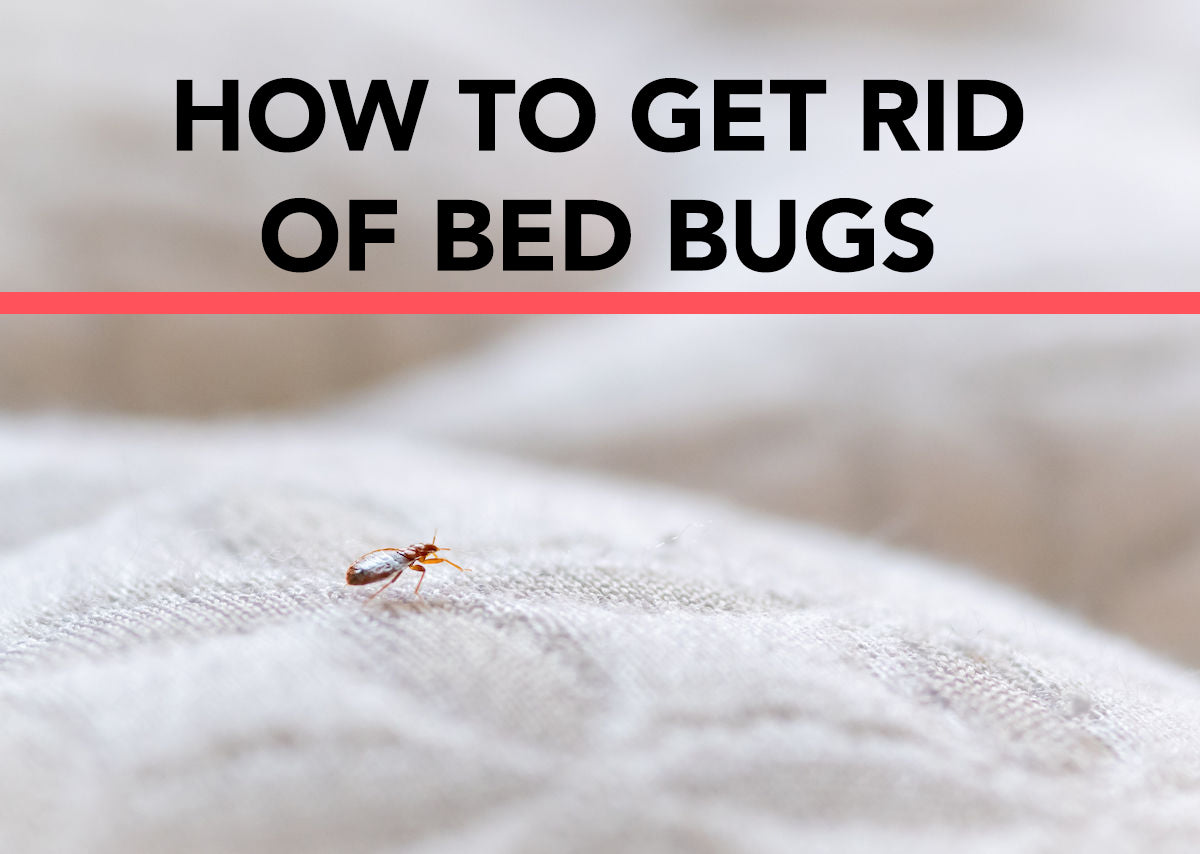 How To Get Rid Of Bed Bugs