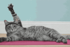 Le Vinyasa Yoga, un yoga dynamique-Gif humour avec chat sur tapis-My Shop Yoga