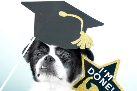 Close up of a small black and white dog with grad photo booth props. There is a black graduation cap cut-out on his head and a sign in the shape of a star that says "I'M DONE!".