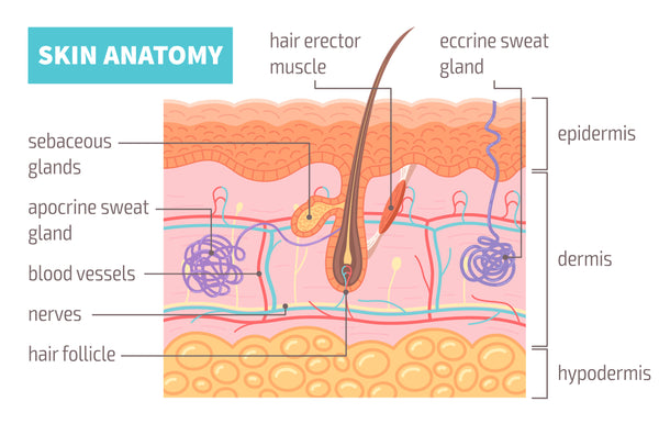 skin anatomy diagram