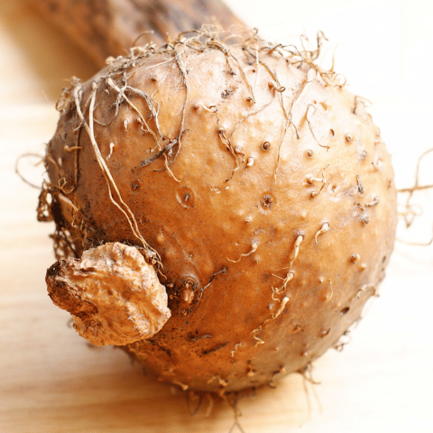 konjac root