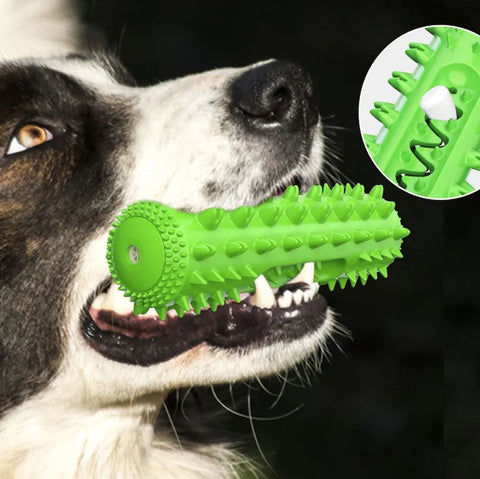 chien avec un jouet brosse à dent avec dentifrice pour chien