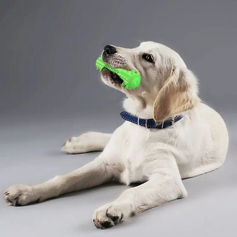 chien jouant avec un jouet à mâcher