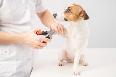 chien qui se fait couper les griffes par un vétérinaire avec un coupe griffes