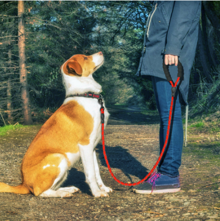 maitre avec son chien en laisse rouge