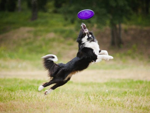 chien qui joue au frisbee en plein saut avec un frisbee pour chien violet