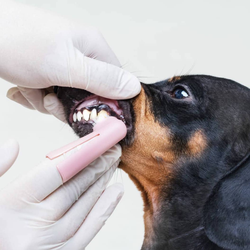 brossage de dent pour chien