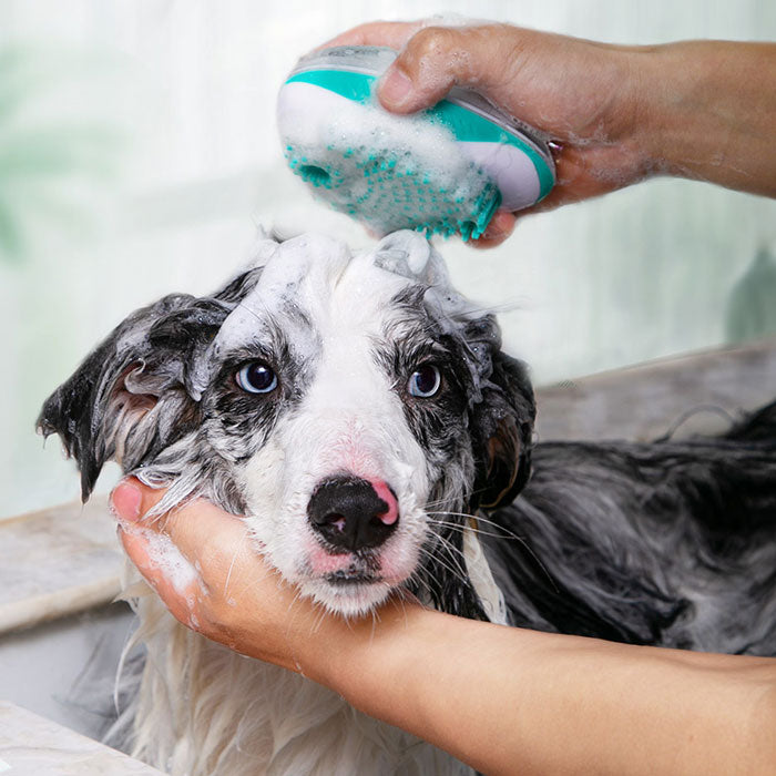 chien qui se fait laver avec une brosse distributeur de savon