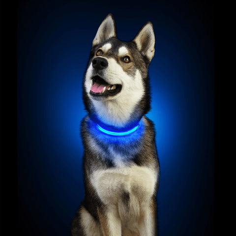 chien qui porte un collier lumineux rechargeable bleu