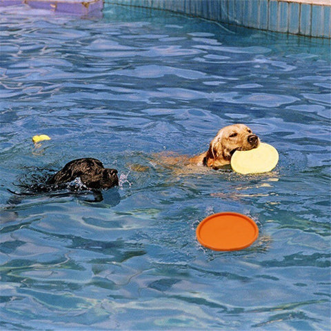 chien qui joue dans l'eau avec frisbee pour chien flottant