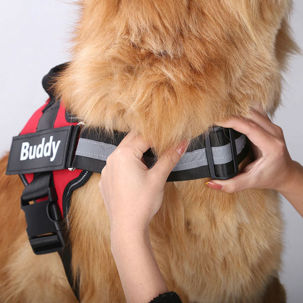 chien portant un harnais personnalisé