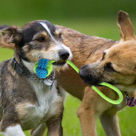 chiens qui jouent entre eux avec jouet en corde