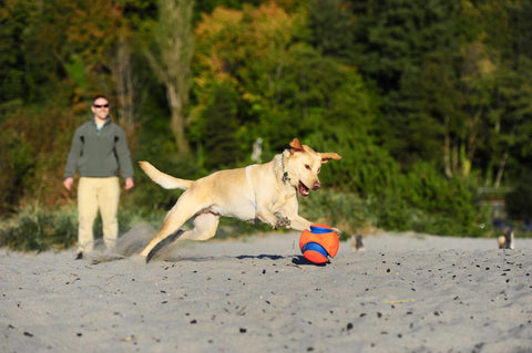 chien qui joue avec un ballon sur le sable
