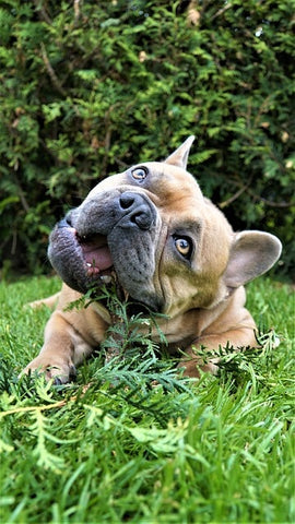 bull dog qui mange de l'herbe