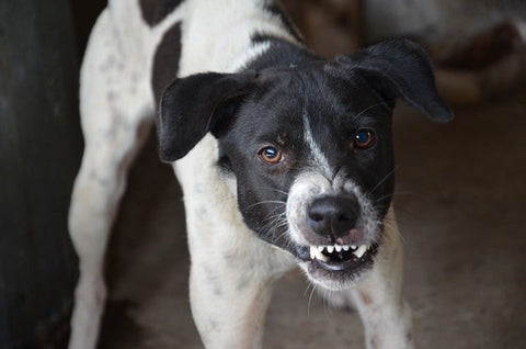 chien a poil blanc et noir avec un air agressif qui montre les dents