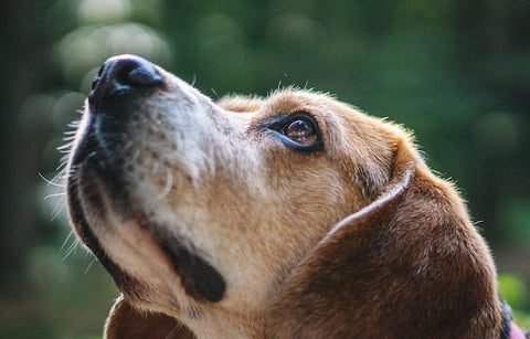 chien adulte qui regarde en l'air avec un air anxieux