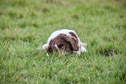 chien allongé dans l'herbe qui mange de l'herbe