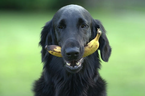 chien avec une banane dans la gueule