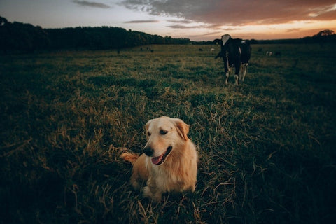 chien dans la nature avec cheval derriere