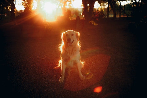 chien dans la nature avec couché du soleil