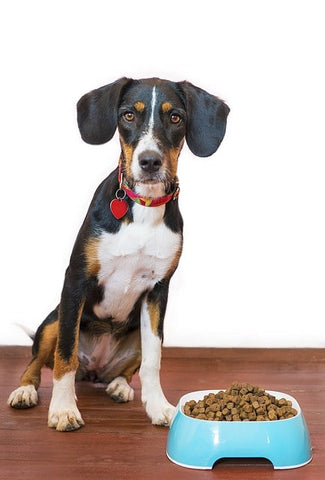 chien qui boude ses croquette assis et regarde la caméra