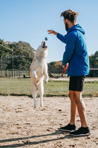 chien qui joue avec son maitre à l'extérieur avec une balle pour chien