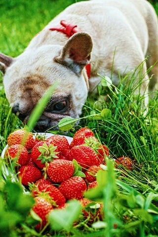 chien qui renifle des fraise dans l'herbe