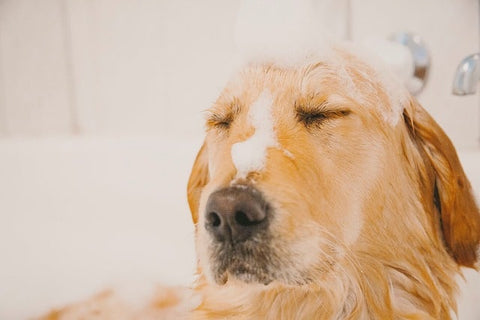 chien qui se fait laver avec du savon pour chien