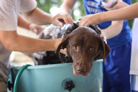 chien qui se fait laver par deux homme dans une baignoire pour chien bleu