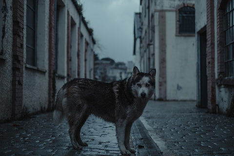 chien seul dans la rue avec faible luminosité