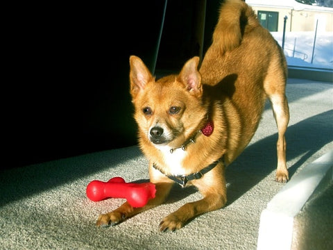 image d'un petit chien s'étirant et qui s'apprête a mâcher son jouet à mâcher pour chien rouge