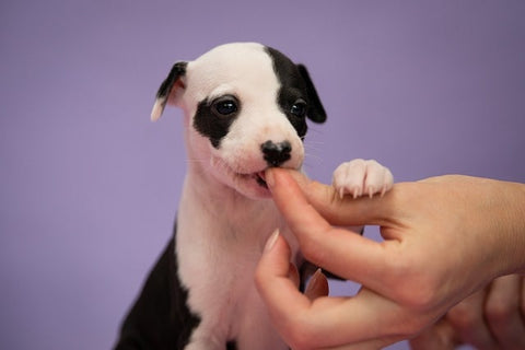 chiot qui mange une croquette dans la main de son maitre