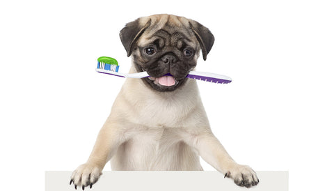 brosse à dents chien