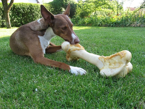 chien allongé sur l'herbe avec un très gros os pour chien qu'il s'apprête à mâcher