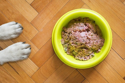 gamelle pour chien verte avec de la nourriture humide à l'intérieur et patte de chien