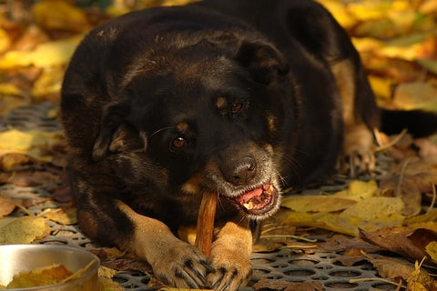 Chien qui machouille un bout de bois dans sa bouche et qui regarde la caméra